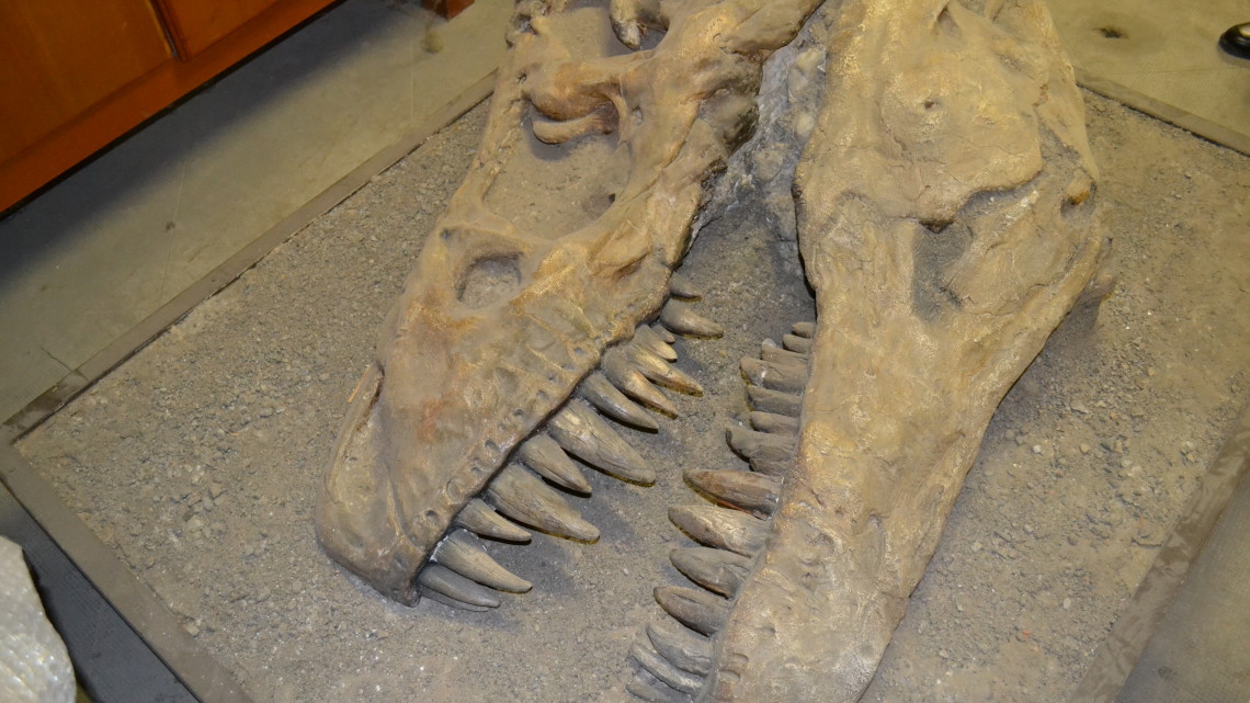 Museo scienze naturali