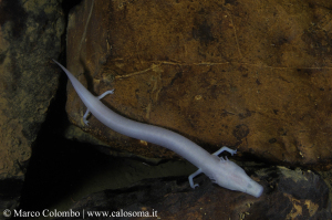© Marco Colombo "Un proteo (Proteus anguinus), anfibio mitologico che vive nei fiumi e laghi sotterranei"