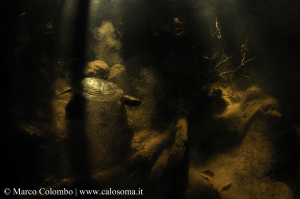 © Marco Colombo "Il piccolo tesoro: una testuggine palustre (Emys orbicularis) si muove nel torbido tra i raggi di sole"