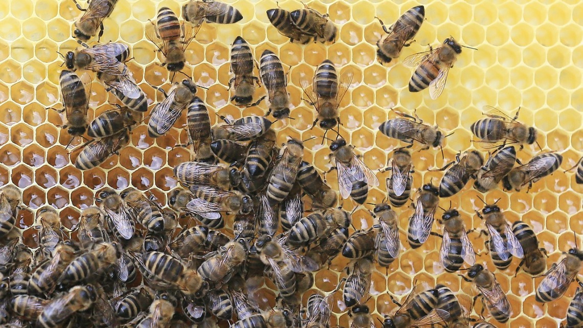bees-2438361_1280