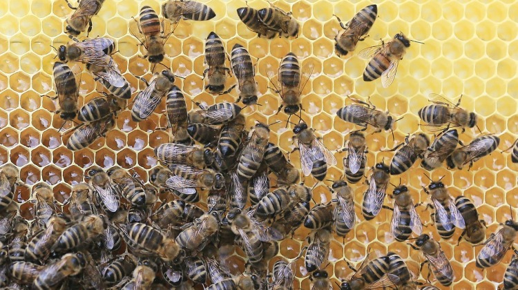 bees-2438361_1280