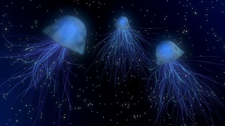 jellyfish-1730018_1280