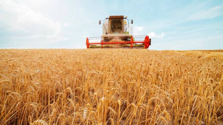 grano-prezzi-alle-stelle-per-la-guerra-in-ucraina-a-rischio-la-fornitura_04436c86-9a2e-11ec-b767-4f88b7d70a6a_1920_1080_v3_xl_16_9