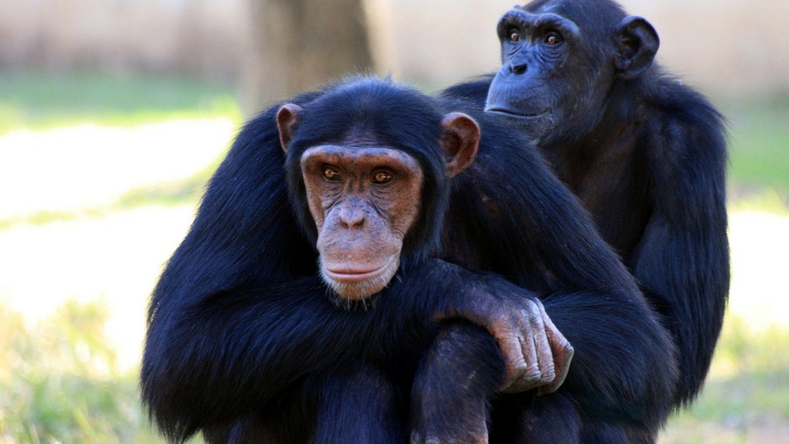 chimpanzee-88994_1280