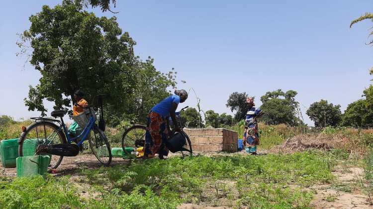 Foto di Giulia Tringali. Burkina Faso: il terreno viene coltivato con tecniche tradizionali, senza pesticidi né fertilizzanti, sotto il coordinamento di Association de soeurs burkinabè de Podeogo, sostenuta da Mani Tese