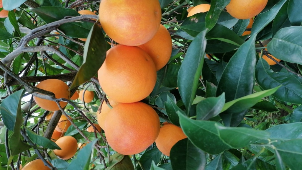 WhatsApp Image 2024-03-21 at 22.23.28